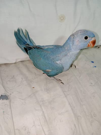 cobalt ringneck chick full cover age 1.5 months