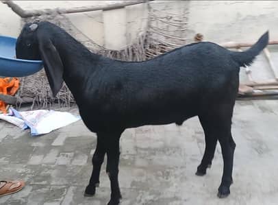 bakray for qurbani 2026 8 bakray