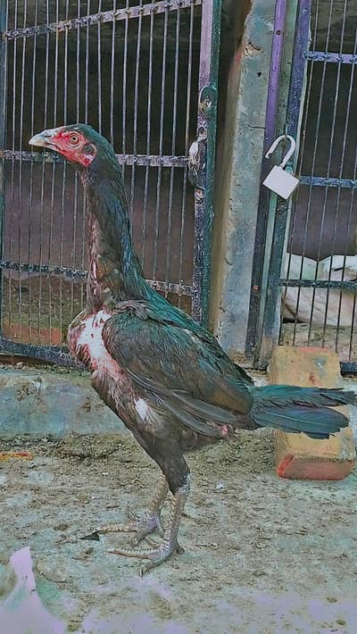 Healthy and active pure aseel thai