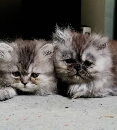 Persian kittens full punch face