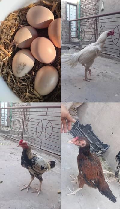 eggs available       white nok nali , high quality