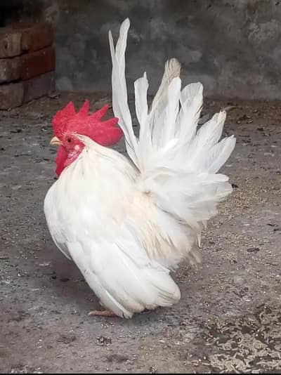Japanese Bantam Pure White Quality Male