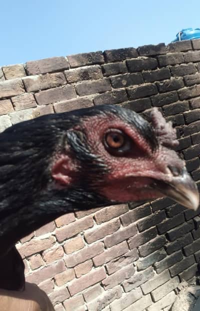 100 % pure Thai female