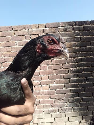 100 % pure Thai female