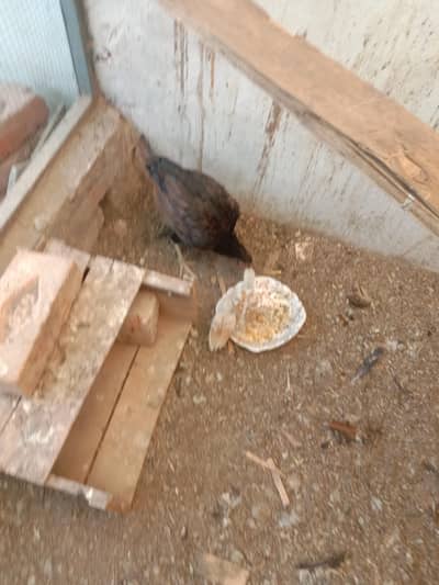 ایک مرغا اور ایک مرغی،