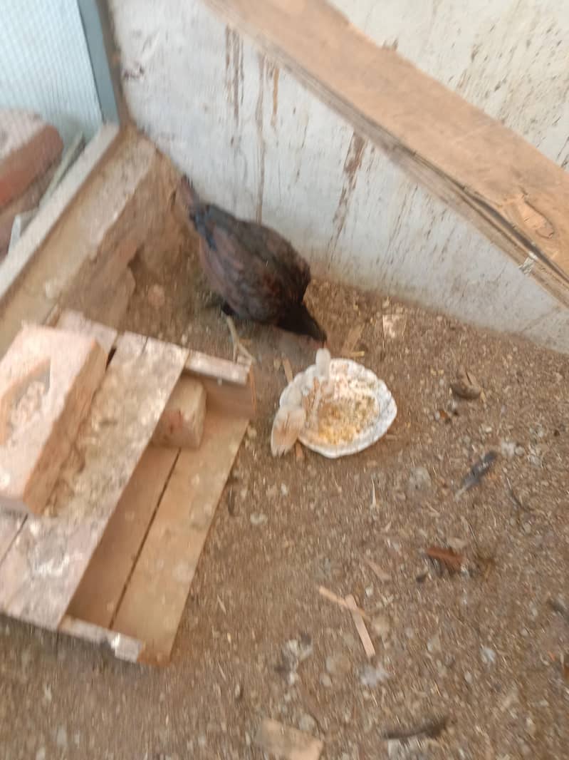 ایک مرغا اور ایک مرغی، 0