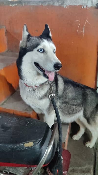 Siberian Husky Breeder Female Avl For Sale || Blue Eyes   ||