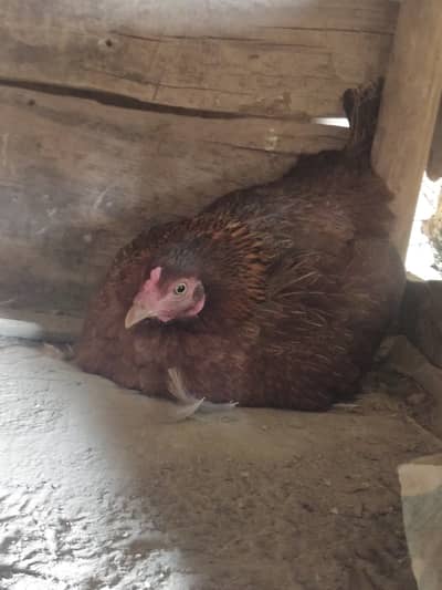 دو اسیل ہیں اور ایک سادی