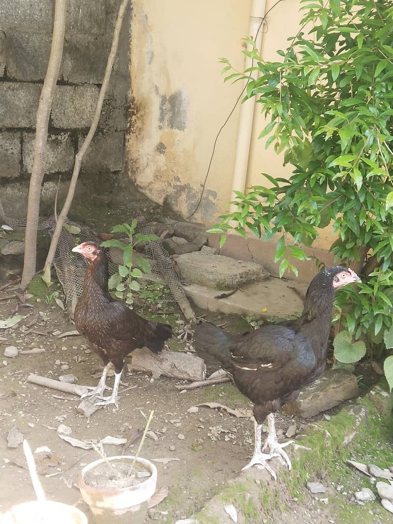 دو اسیل ہیں اور ایک سادی 1