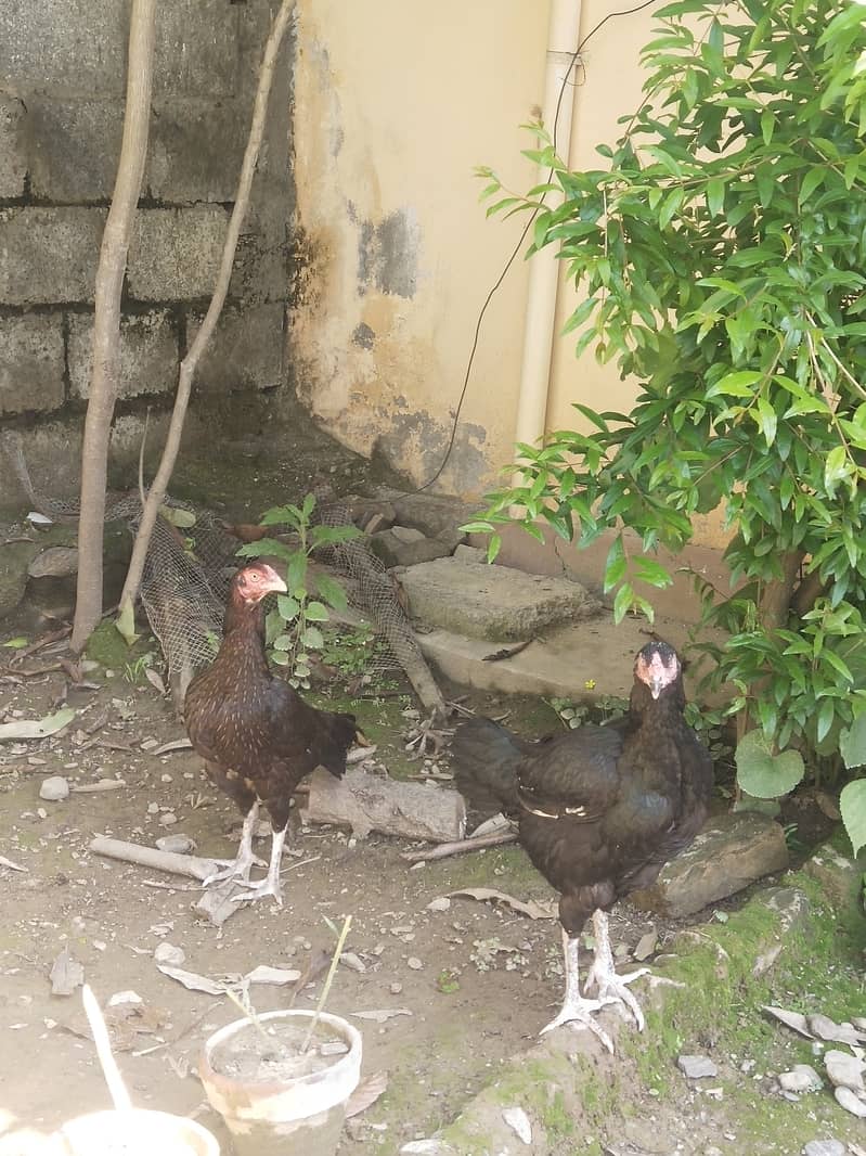 دو اسیل ہیں اور ایک سادی 2