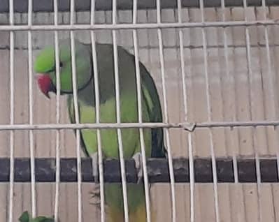 Ringneck pair for sale