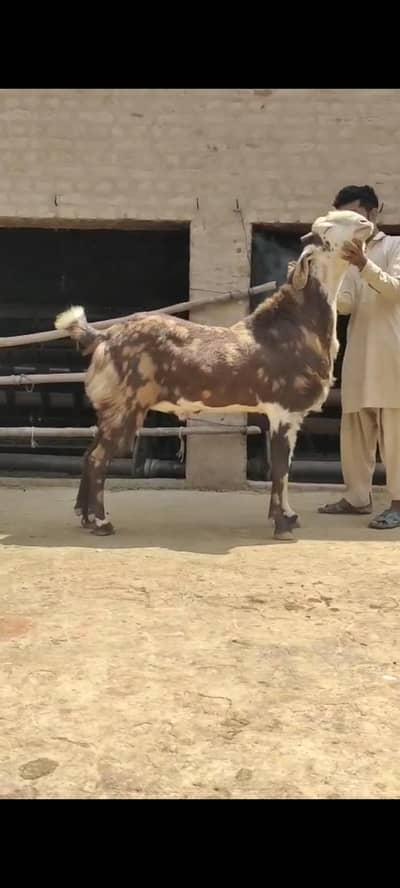 Bakra