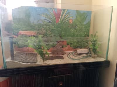 Fish aquarium