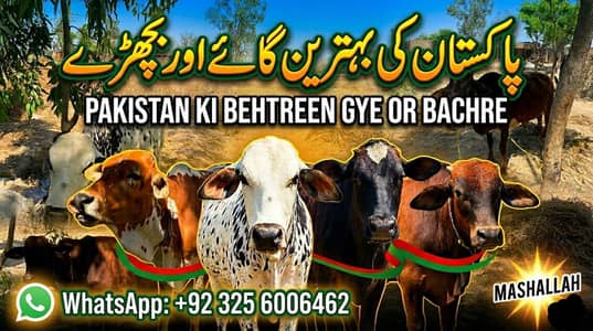 5 bachre and 1 cow for sale || Total Price - 10Lakh 5Thousand