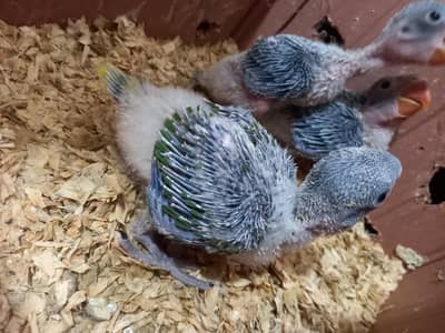 Kashmiri Elexender Raw Jambo size.