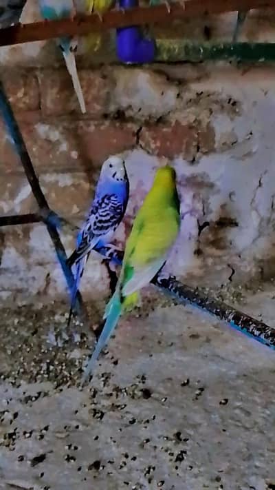 Australian porrat for sale interested log rabta kry