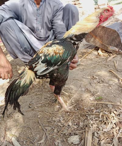 Waliyati Cross Jawa Aseel Murga for Sale – 1 Year Old