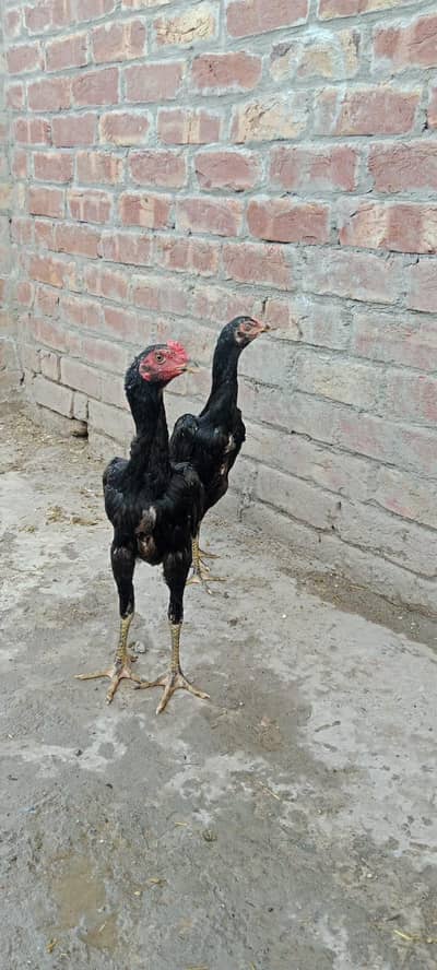 pure patha or pathi for sale