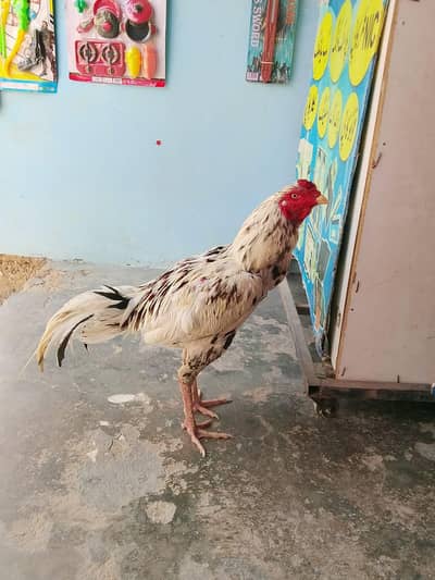 Aseel murgha for sale