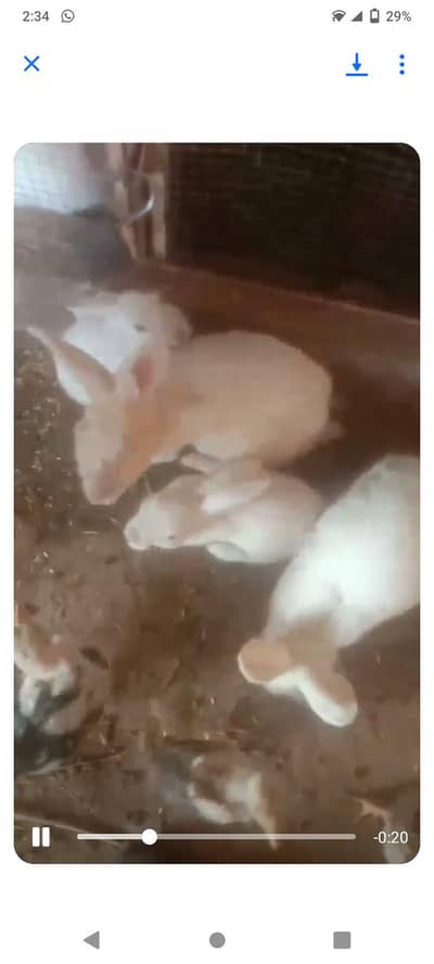 rabbit pair Madi bacha Dana wali ha urgent sale