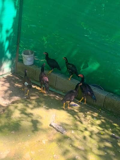 aseel choze age 10 month