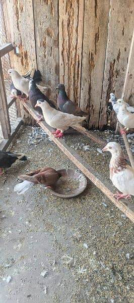 kabotar for sale 400 rupe par se