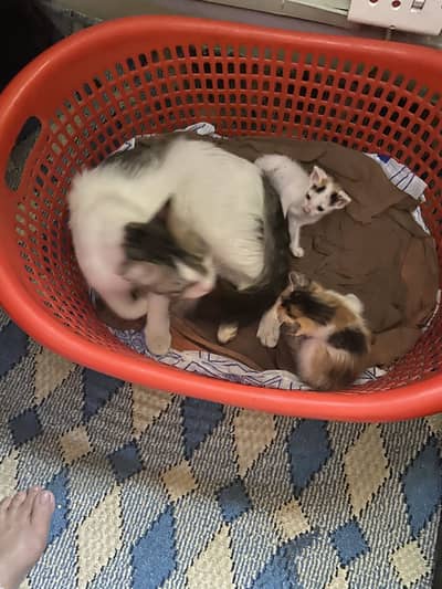 Cat and kittens adoption