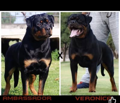Pedigree Rottweiler whatsapp 03008498081