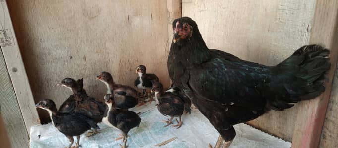 1 hen in 8 chiks