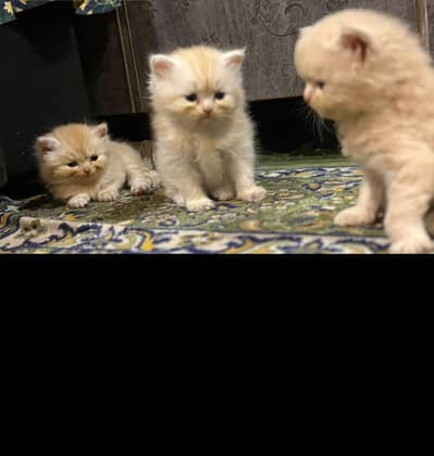 Persian kitten available