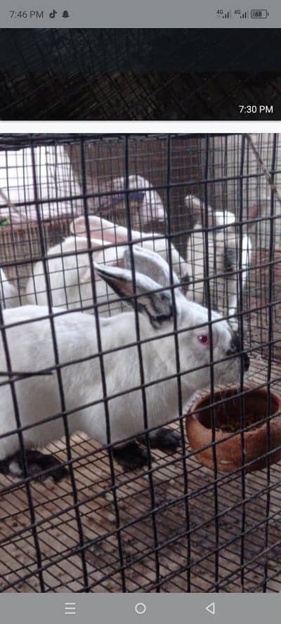 California bunnies and brown male for sale