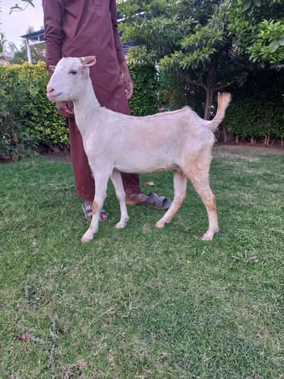 Teddi bakre or bakriyan