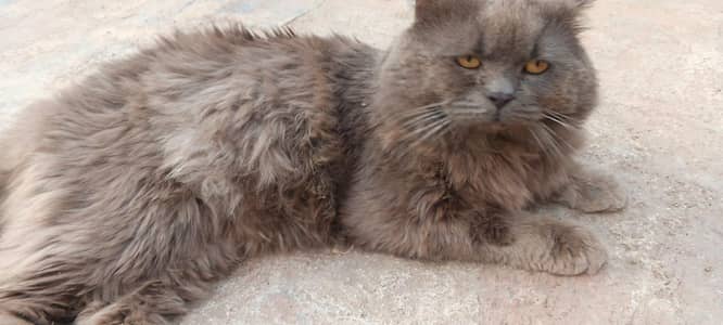 gray male urgent sale