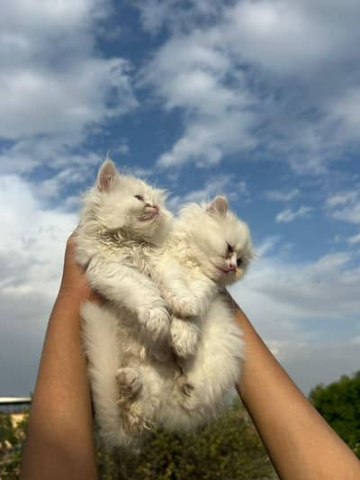 4 Kitten's available for sale