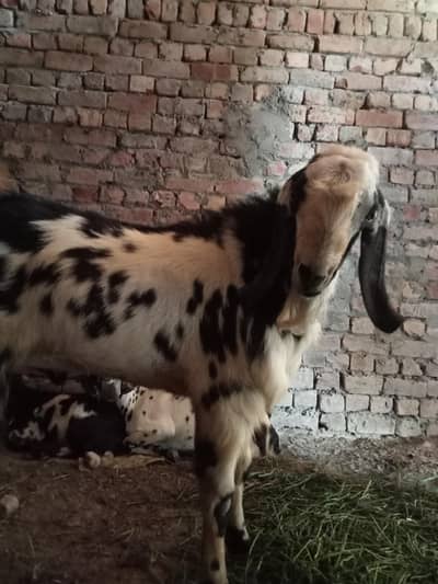 bakra qurbani ka lia sale ha