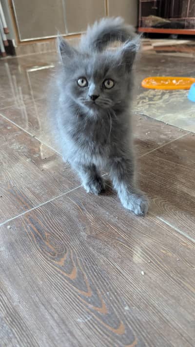 Female Kitten