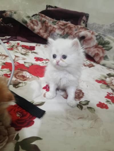 Persian kitten