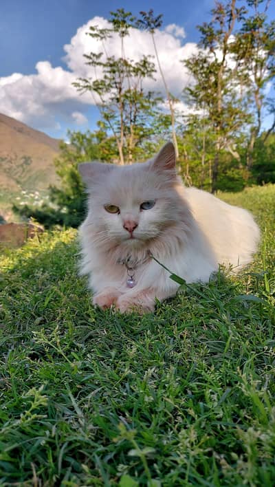 Pregnant Persian Female cat