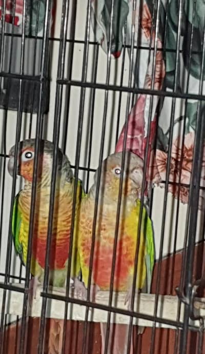 YELLOW SIDED MALE WITH PINEAPPLE FEMALE | WITH DNA | HIGH RED | ADULT