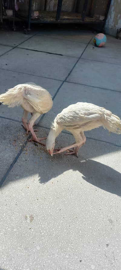 2 heera Aseel Pathay/murgay