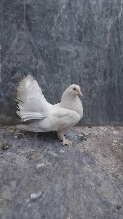 agr kisi bhai ko pigeon chahiya to zaroor Rabat kary