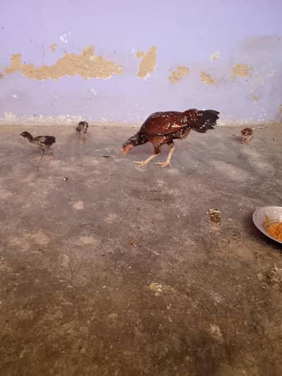 Jageri Murgi for sale with 3 chick's