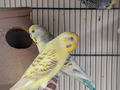 bohat ache pair hai sab first breed karege