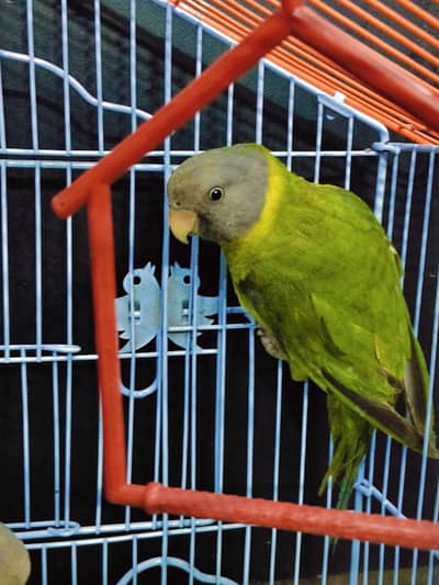 affordable healthy plumhead pair