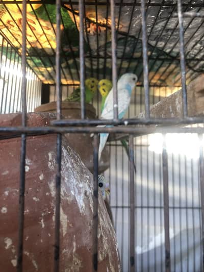 Bugies pair healthy and active 4 bachy nikalty ha har kluch main