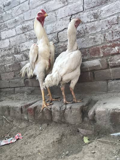 White Shamoo pair    03424058759 Whataspp