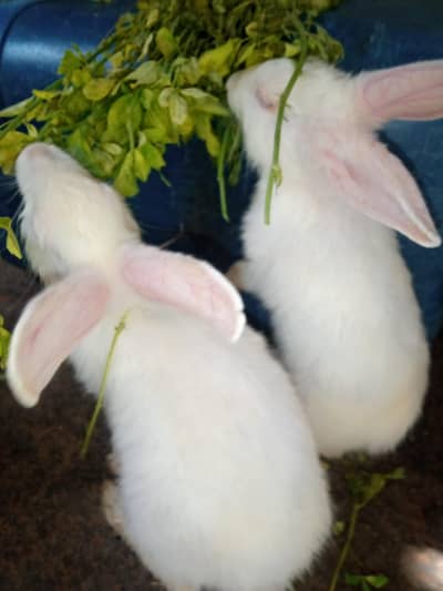 2 Pairs Of Rabbit ( Red Eye )