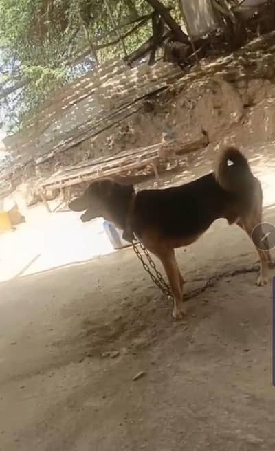 serious broker  only