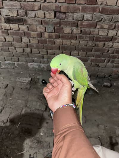 Rew parrot for sale