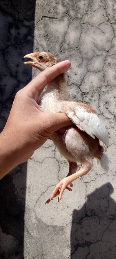 aseel lasani chicks available